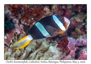 Clark's Anemonefish