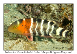 Redbreasted Wrasse