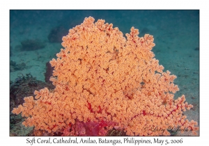 Soft Coral