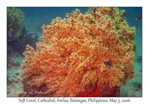 Soft Coral