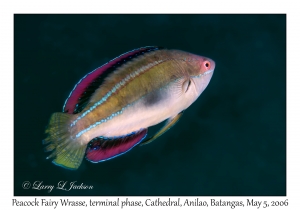 Peacock Fairy Wrasse