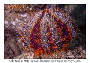 Cake Urchin