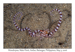 Wunderpus