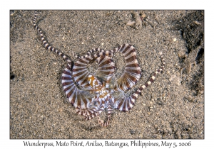 Wunderpus