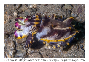 Flamboyant Cuttlefish