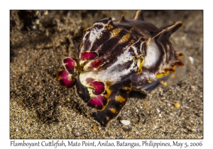 Flamboyant Cuttlefish