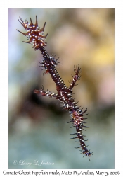 Ornate Ghost Pipefish male