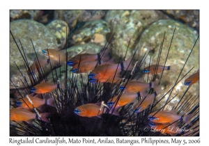 Ringtailed Cardinalfish