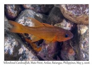 Yellowlined Cardinalfish