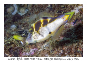 Mimic Filefish