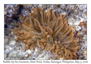 Bubble-tip Sea Anemone