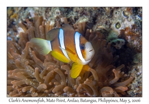 Clark's Anemonefish