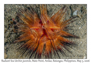 Radiant Sea Urchin juvenile