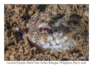 Coconut Octopus