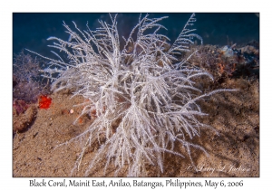 Black Coral