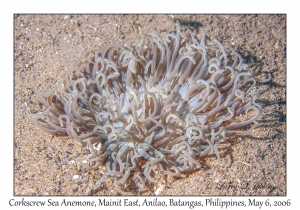 Corkscrew Sea Anemone