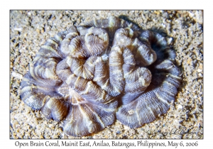 Open Brain Coral