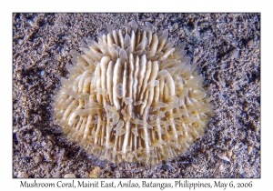 Mushroom Coral