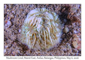 Mushroom Coral