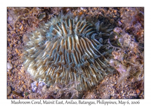 Mushroom Coral