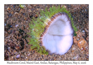 Mushroom Coral