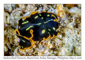 Undescribed Flatworm