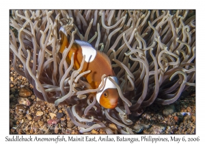 Saddleback Anemonefish