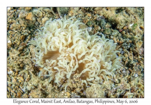 Elegance Coral