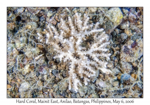 Hard Coral