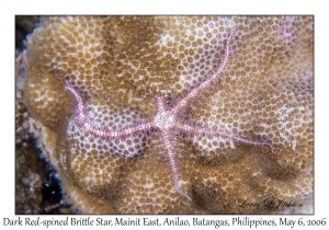 Dark Red-spined Brittle Star