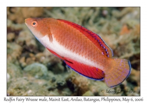 Redfin Fairy Wrasse male