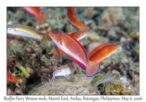 Redfin Fairy Wrasse male