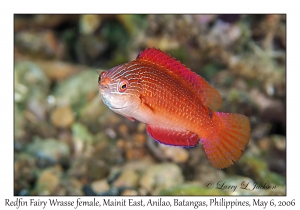 Redfin Fairy Wrasse female