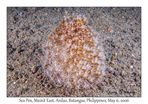 Sea Pen