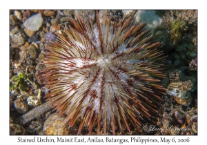Stained Urchin