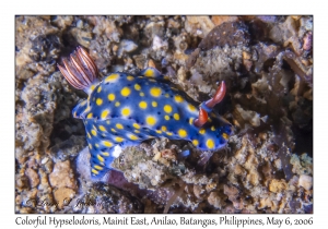 Colorful Hypselodoris