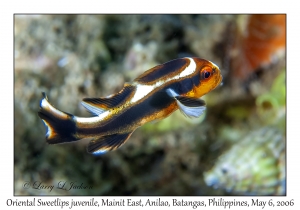 Oriental Sweetlips juvenile