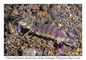 Pink-eared Mantis