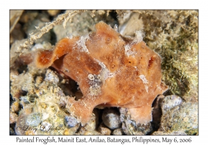 Painted Frogfish