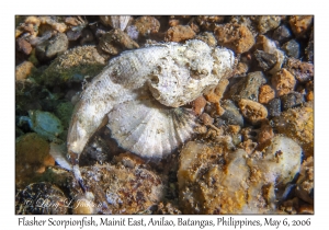 Flasher Scorpionfish