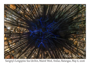 Savigny's Longspine Sea Urchin