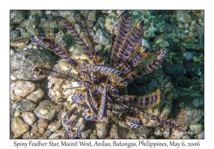 Spiny Feather Star