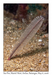 Sea Pen