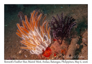 Bennett's Feather Star