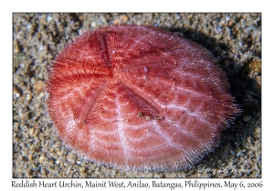 Reddish Heart Urchin