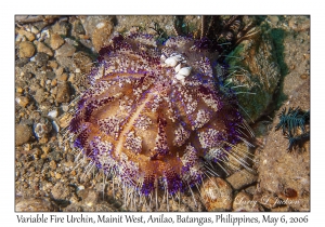 Variable Fire Urchin