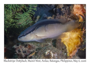 Blackstripe Dottyback