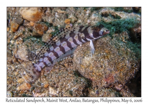 Reticulated Sandperch