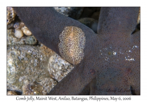 Comb Jelly