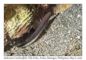 Unknown Cardinalfish